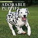 Browntrout Adorable Puppies Calendar 2025