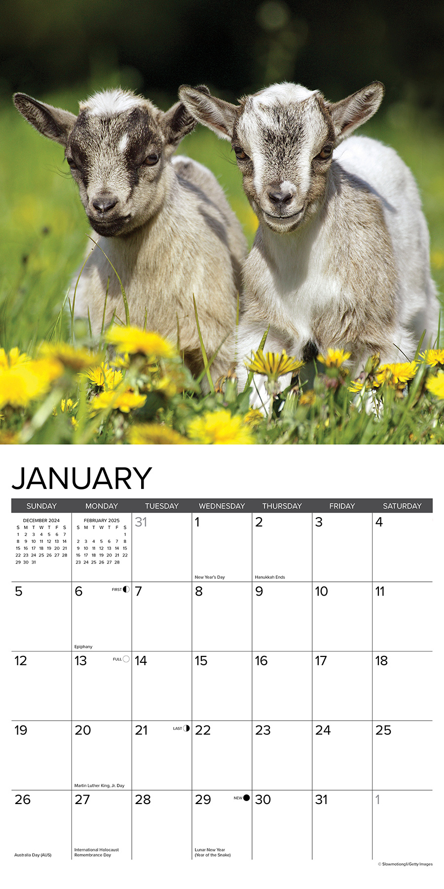 Buy Goat Calendar 2025 Order easily online Kalenderwinkel.nl