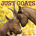Willow Creek Goat Calendar 2025