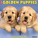 Willow Creek Golden Retriever Puppies Calendar 2025