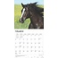 Quarter Horse Kalender 2025