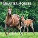 Browntrout Calendario del caballo cuarto de milla 2025