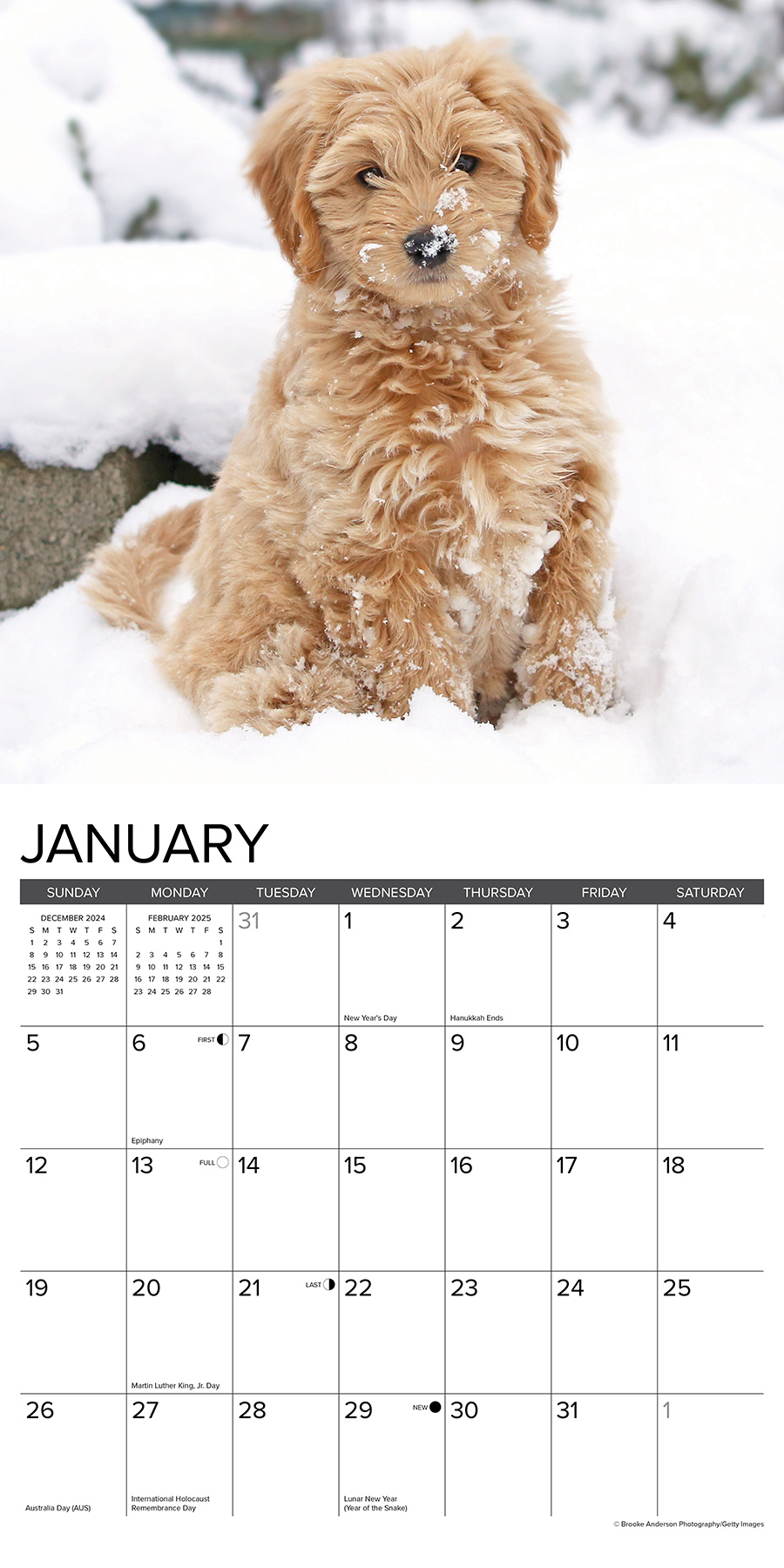 Buying Goldendoodle Puppies Calendar 2025 Order online easily