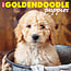 Willow Creek Goldendoodle Puppies Calendar 2025