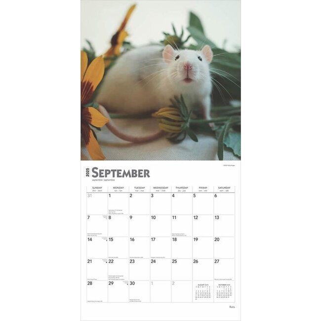 Rats Calendar 2025 Buy with beautiful pictures of the Rats