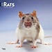 Browntrout Rat Calendar 2025