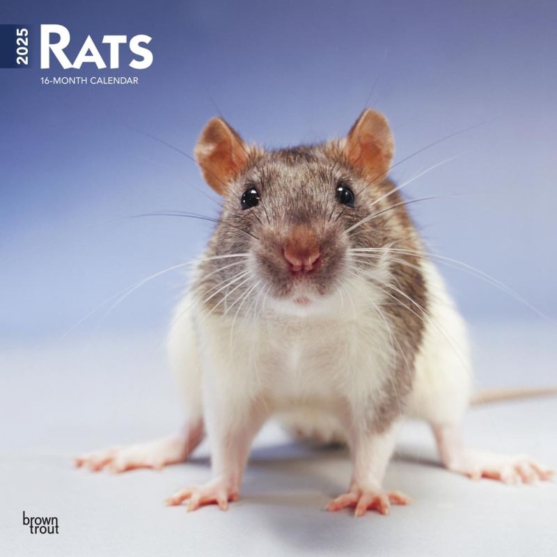 Rats Calendar 2025 Buy with beautiful pictures of the Rats