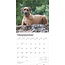 Rhodesian Ridgeback Kalender 2025