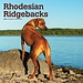 Browntrout Rhodesian Ridgeback Calendar 2025