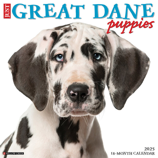 Great Dane Puppies Calendar 2025