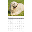 Pyrenean Mountain Dog Calendar 2025