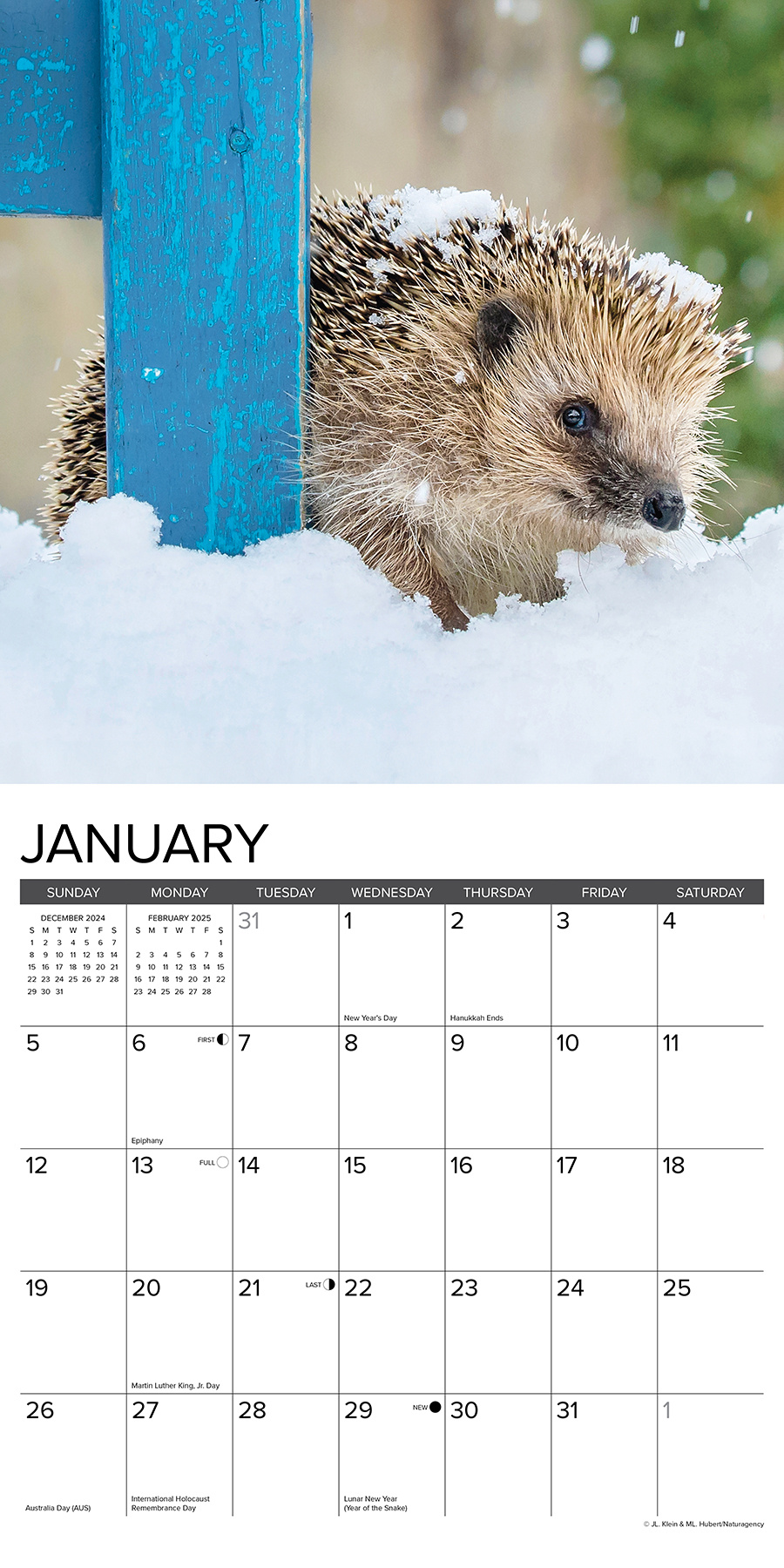 Buy Hedgehog Calendar 2025 Order easily online Kalenderwinkel.nl