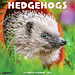Willow Creek Hedgehog Calendar 2025