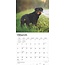 Calendrier Rottweiler 2025