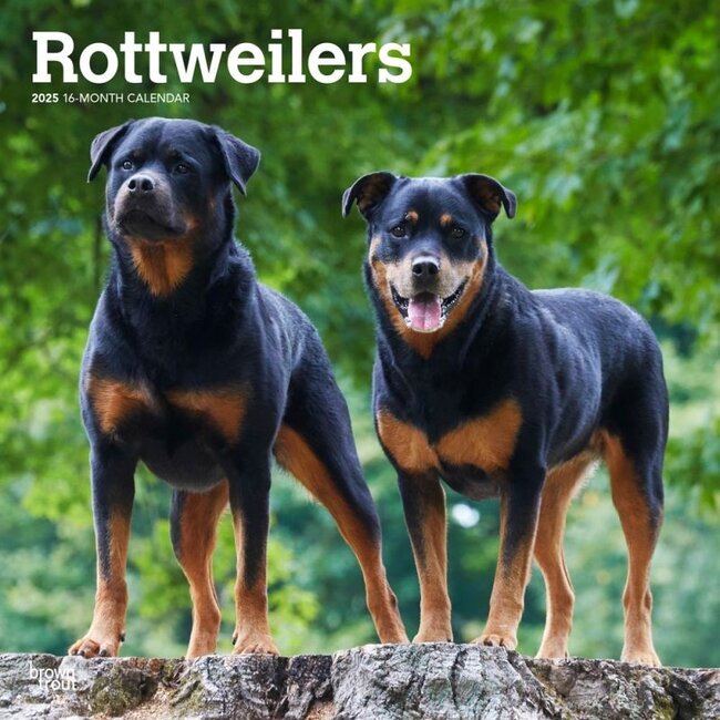 Browntrout Calendrier Rottweiler 2025