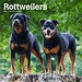 Browntrout Calendario Rottweiler 2025
