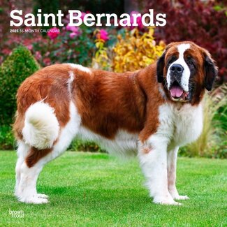 Browntrout Saint Bernard Calendar 2025