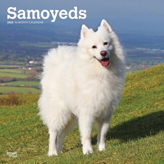 Browntrout Samoyed Calendar 2025