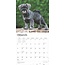 Schnauzer-Welpen Kalender 2025