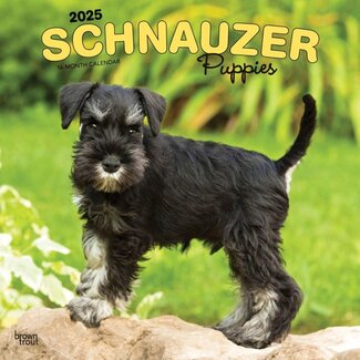 Browntrout Calendario Cachorros Schnauzer 2025