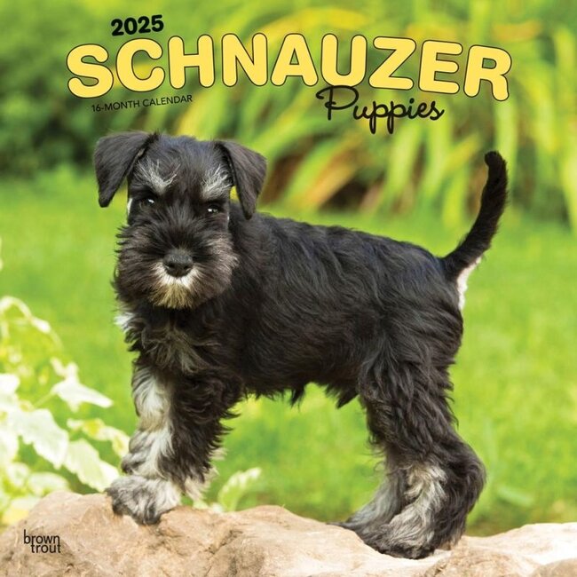 Calendario cuccioli di Schnauzer 2025