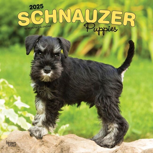 Schnauzer Puppies Kalender 2025