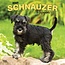 Schnauzer-Welpen Kalender 2025