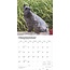 Calendario Schnauzer miniatura 2025