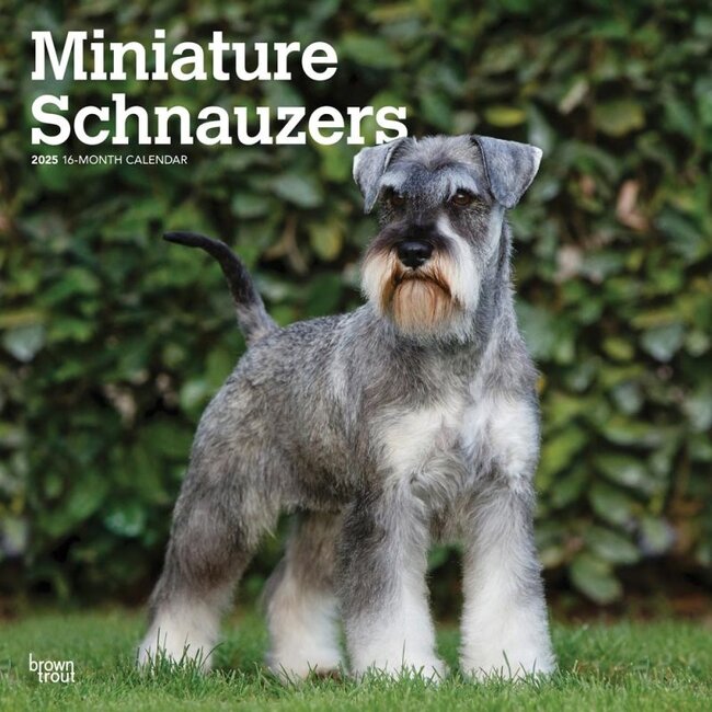 Calendario Schnauzer miniatura 2025