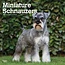 Miniature Schnauzer Calendar 2025