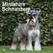 Browntrout Calendrier Schnauzer miniature 2025