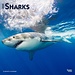 Browntrout Sharks - Sharks Calendar 2025