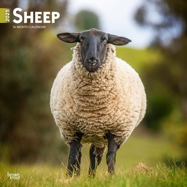 Sheep Calendar 2025