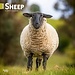 Browntrout Sheep Calendar 2025