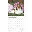 Sheltie - Shetland Sheepdog Kalender 2025