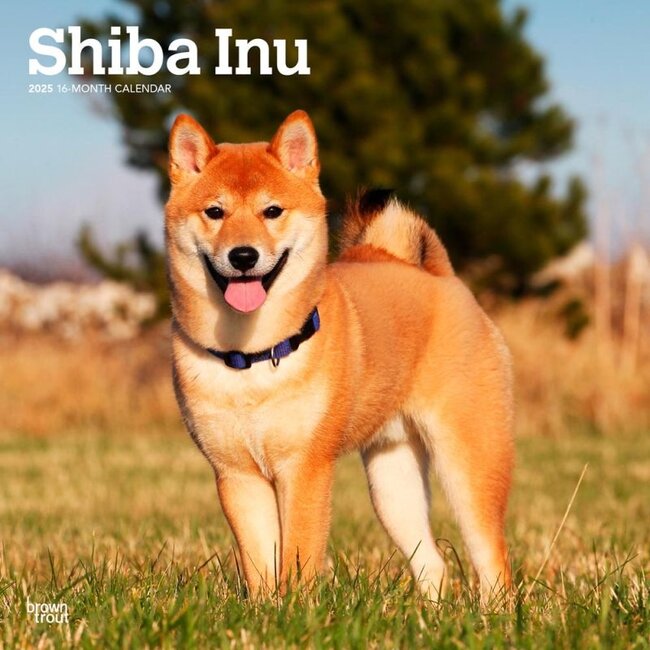 Shiba Inu Kalender 2025