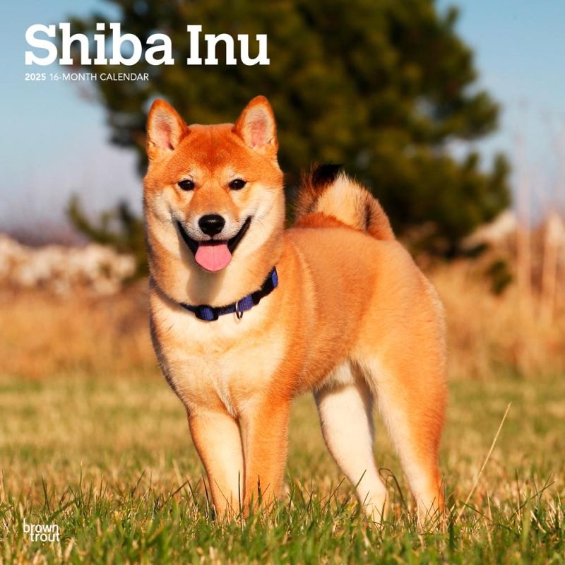 Shiba Inu Kalender 2025 Kopen? Bestel eenvoudig Online