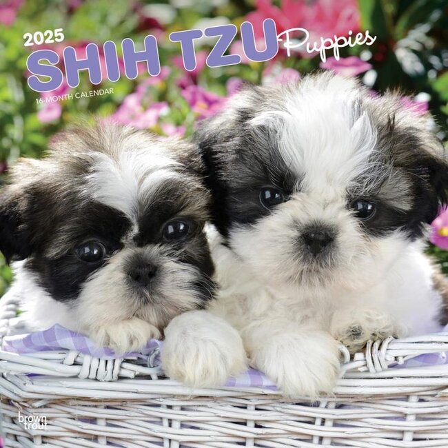 Browntrout Calendario dei cuccioli di Shih Tzu 2025