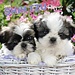 Browntrout Shih Tzu Puppies Calendar 2025