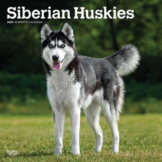 Browntrout Siberian Husky Calendar 2025