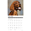 Irish Setter Kalender 2025