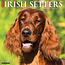 Irish Setter Kalender 2025