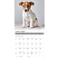 Jack Russell Terrier Chiots Calendrier 2025