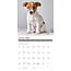 Jack Russell Terrier Puppies Kalender 2025