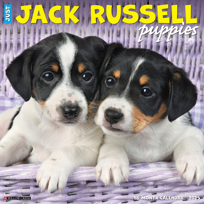 Calendario dei cuccioli di Jack Russell Terrier 2025