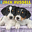 Jack Russell Terrier Chiots Calendrier 2025