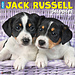 Willow Creek Jack Russell Terrier Puppies Kalender 2025