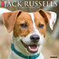 Calendario Jack Russell Terrier 2025