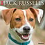 Willow Creek Jack Russell Terrier Calendar 2025