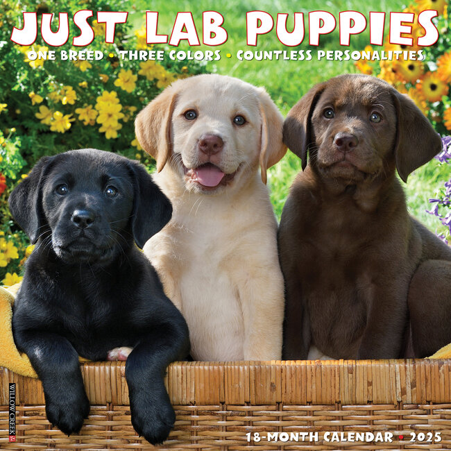 Labrador Retriever Puppies Calendar 2025